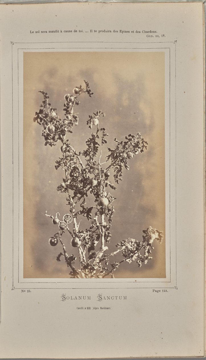Solanum sanctum, cuelli v Èze (Alpes-Maritimes) od W. de Bray