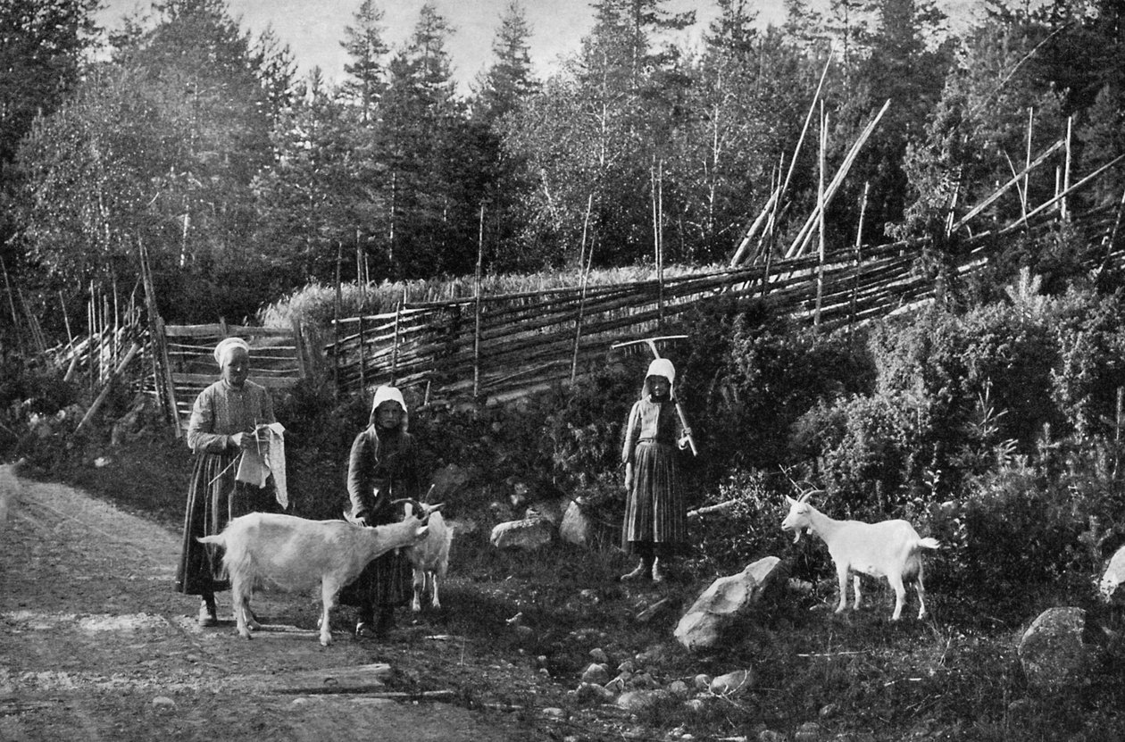 Chov koz v Dalarně, Švédsko, 1908-1909. od Wald Zachrisson