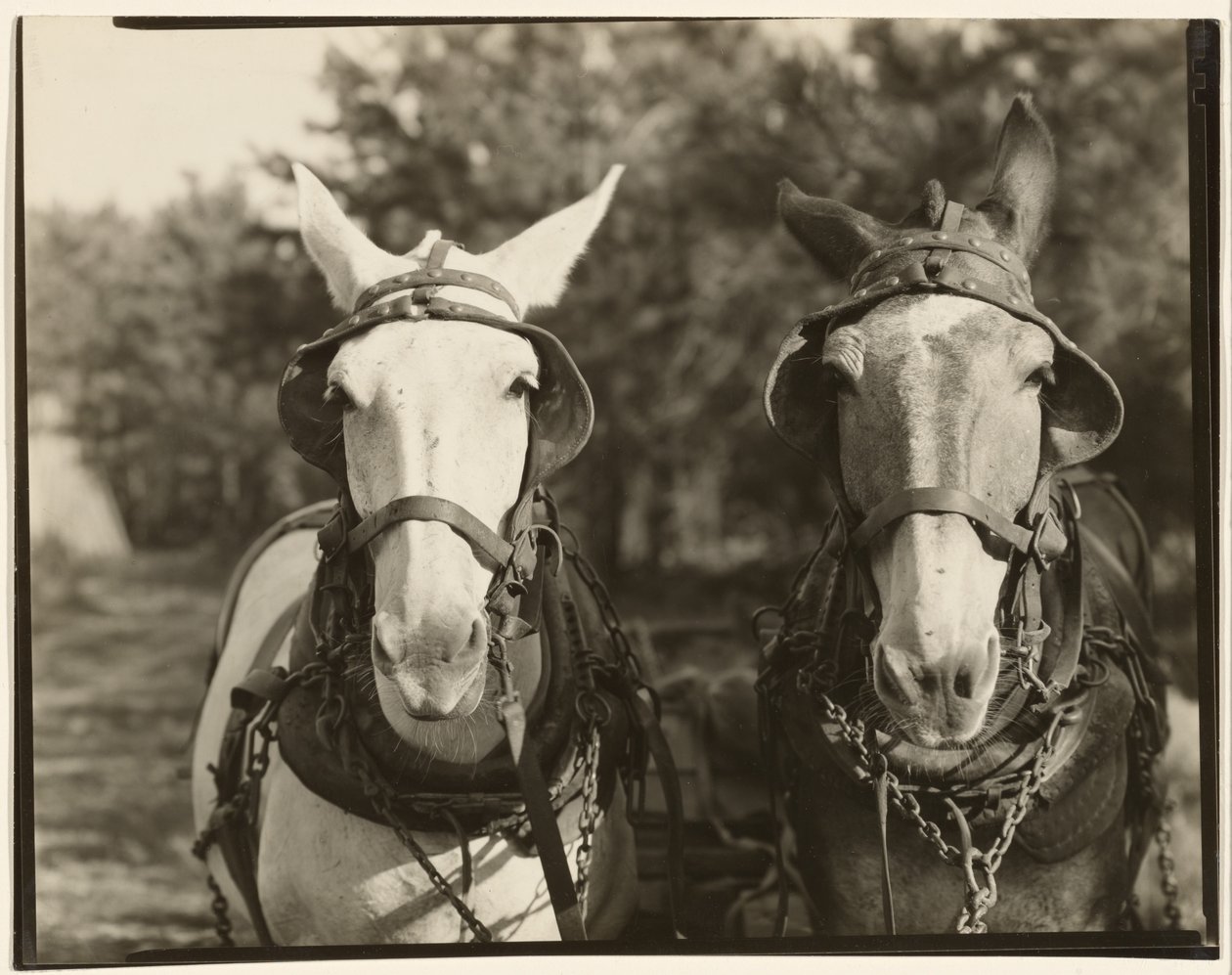 [Dva muly, Hale County, Alabama] od Walker Evans