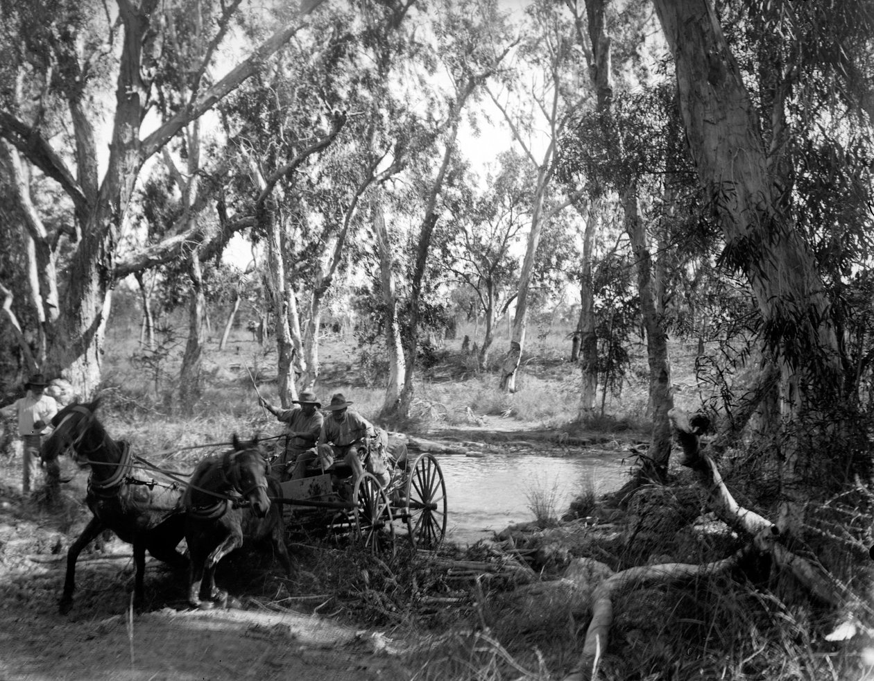 Přejezd Salt Creek poblíž řeky Roper, Eastern Arnhem Land, Austrálie, červenec 1911 od Walter Baldwin Spencer