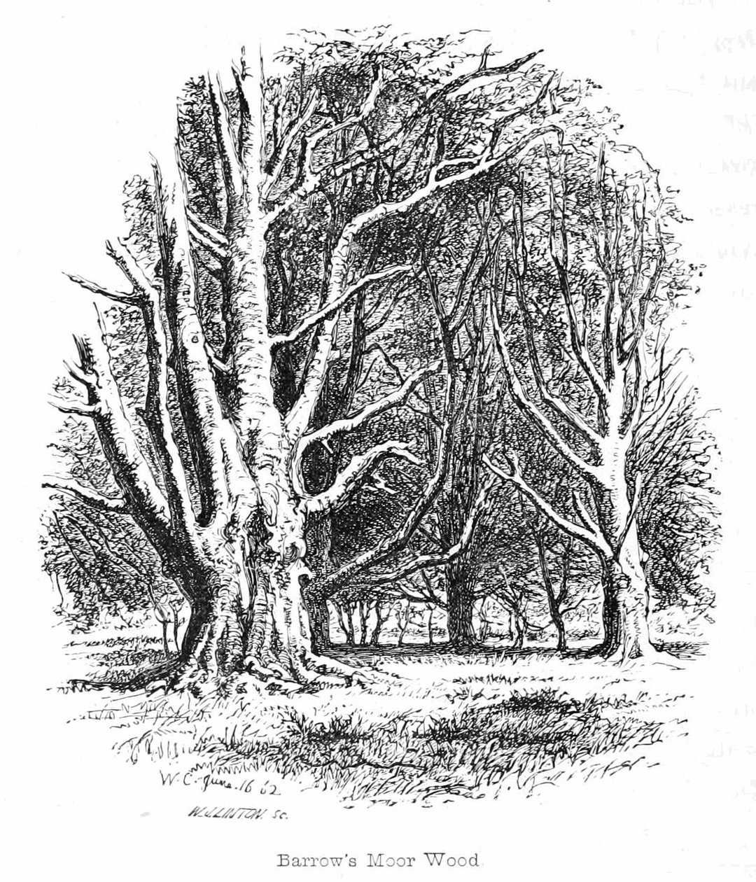 Barrows Moor Wood od Walter Crane