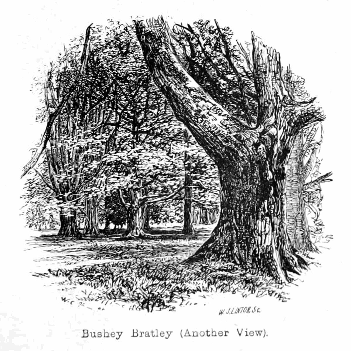 Bushey Bratleys od Walter Crane