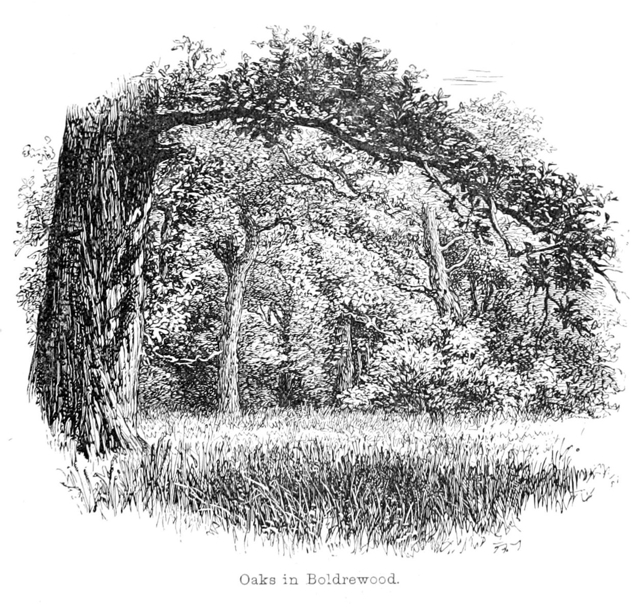 Duby v Boldrewood od Walter Crane