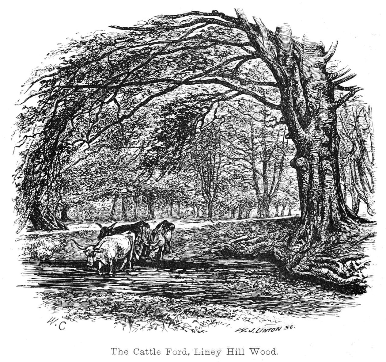 The Cattle Ford, Liney Hill Wood od Walter Crane