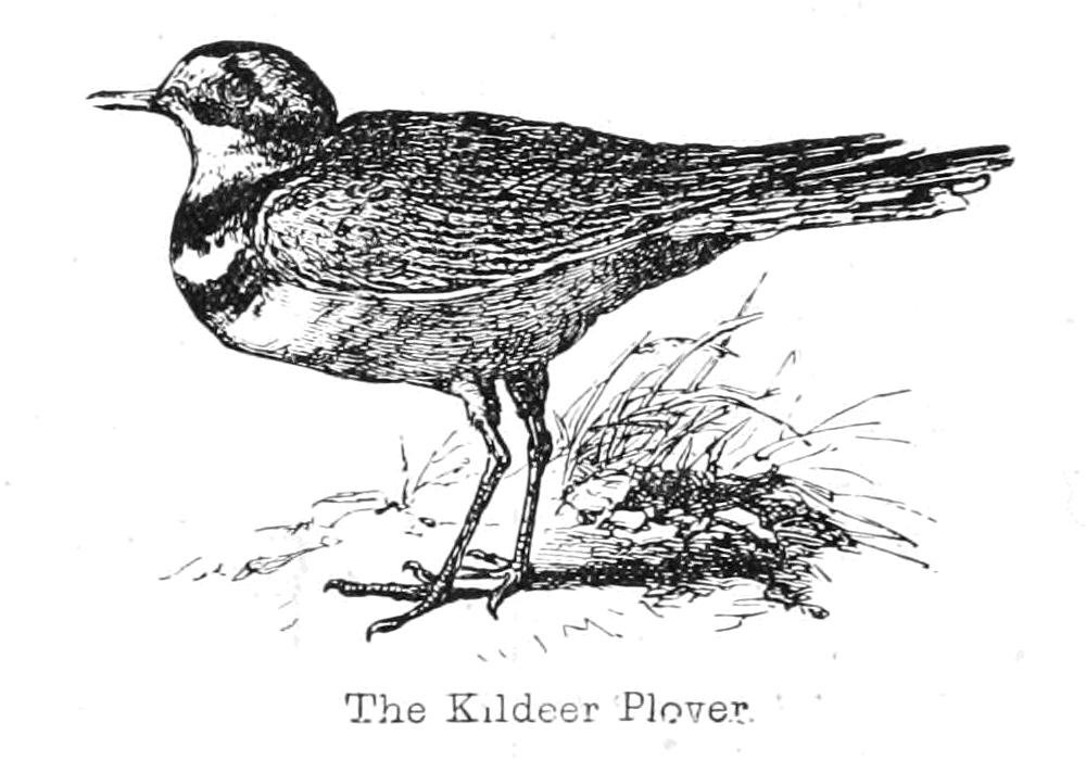 Kildeer Plover od Walter Crane