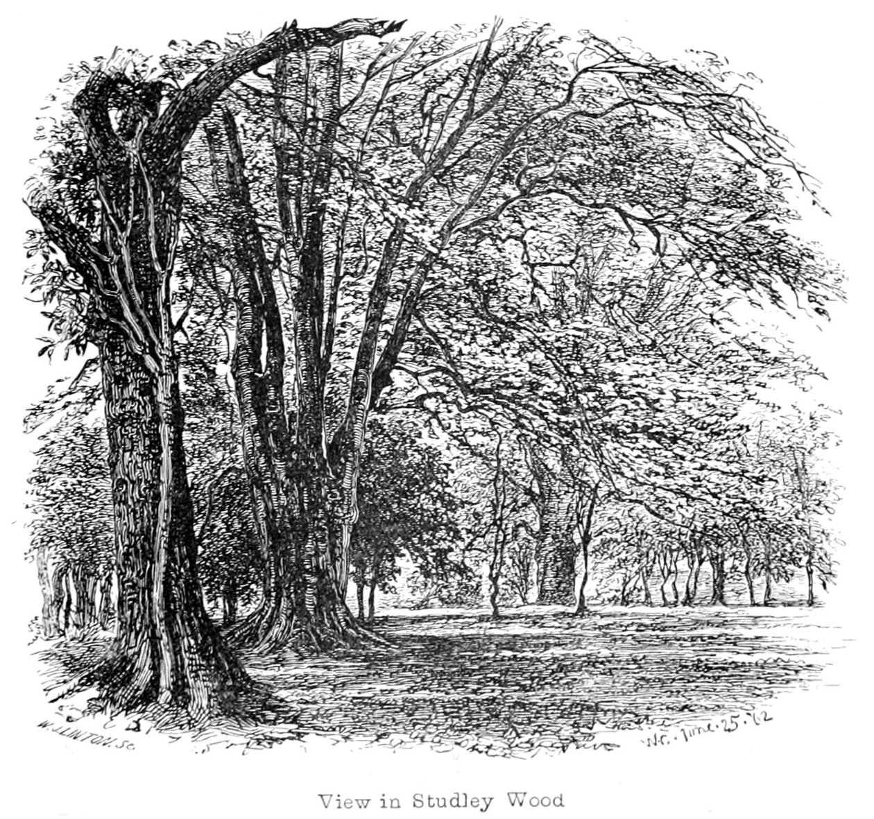 The New Forest jeho historie a jeho scenérie od Walter Crane