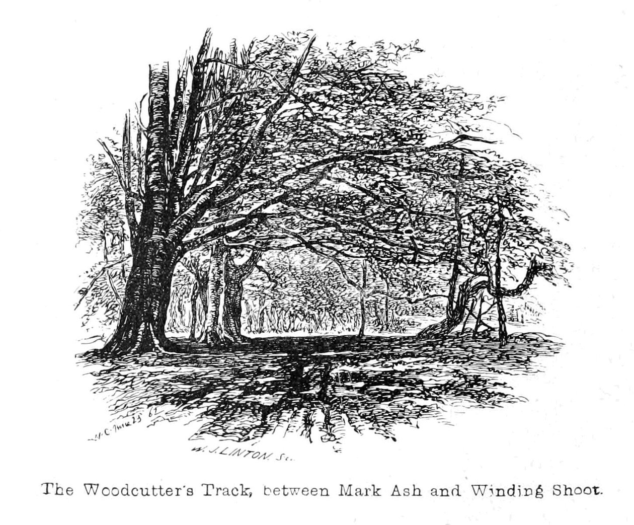 Dřevorubecká stezka mezi ulicemi Mark Ash a Winding Shoot od Walter Crane
