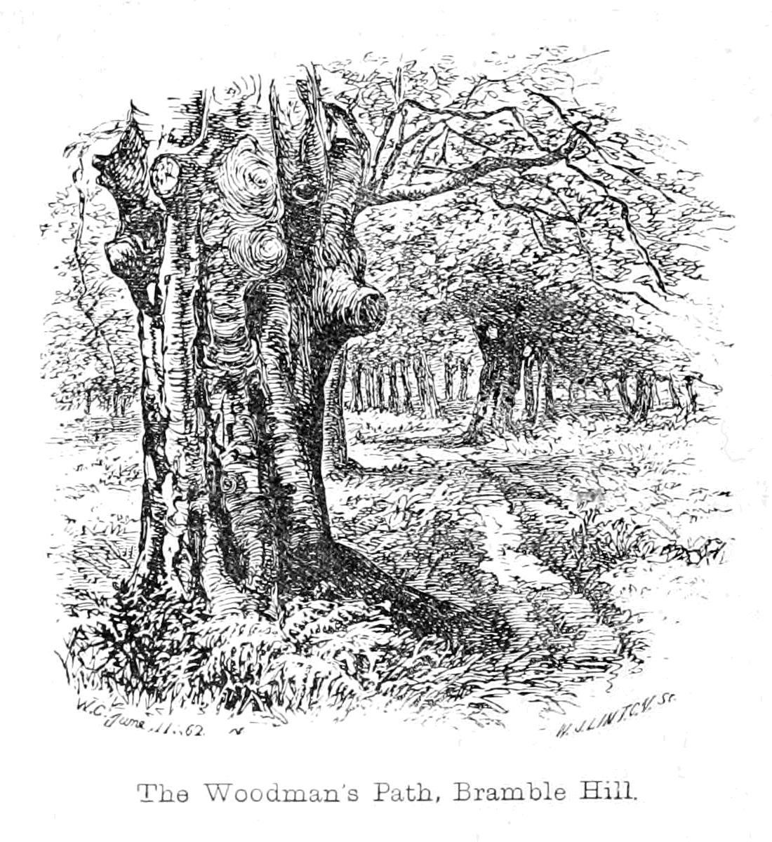 The Woodmans Path, Bramble Hill od Walter Crane