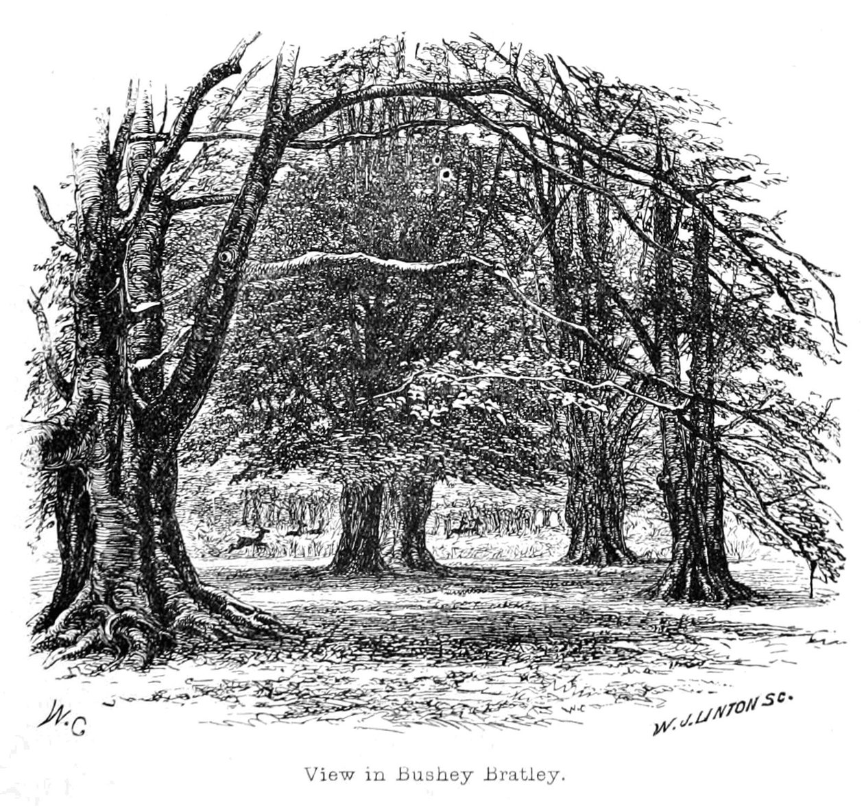 Pohled v Bushey Bratley od Walter Crane