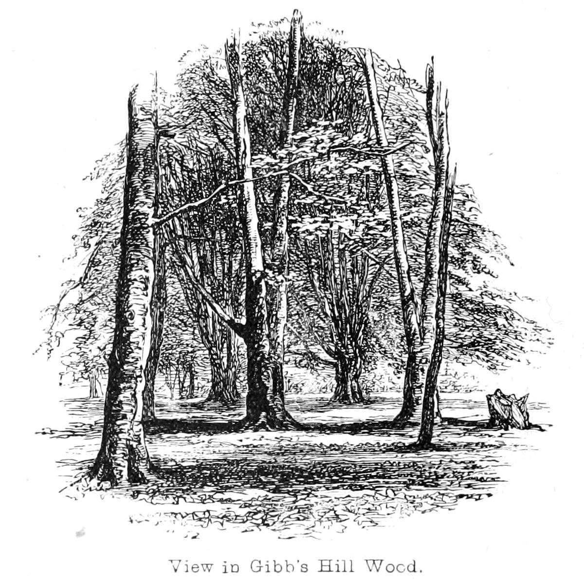 Pohled do Gibbs Hill Wood od Walter Crane
