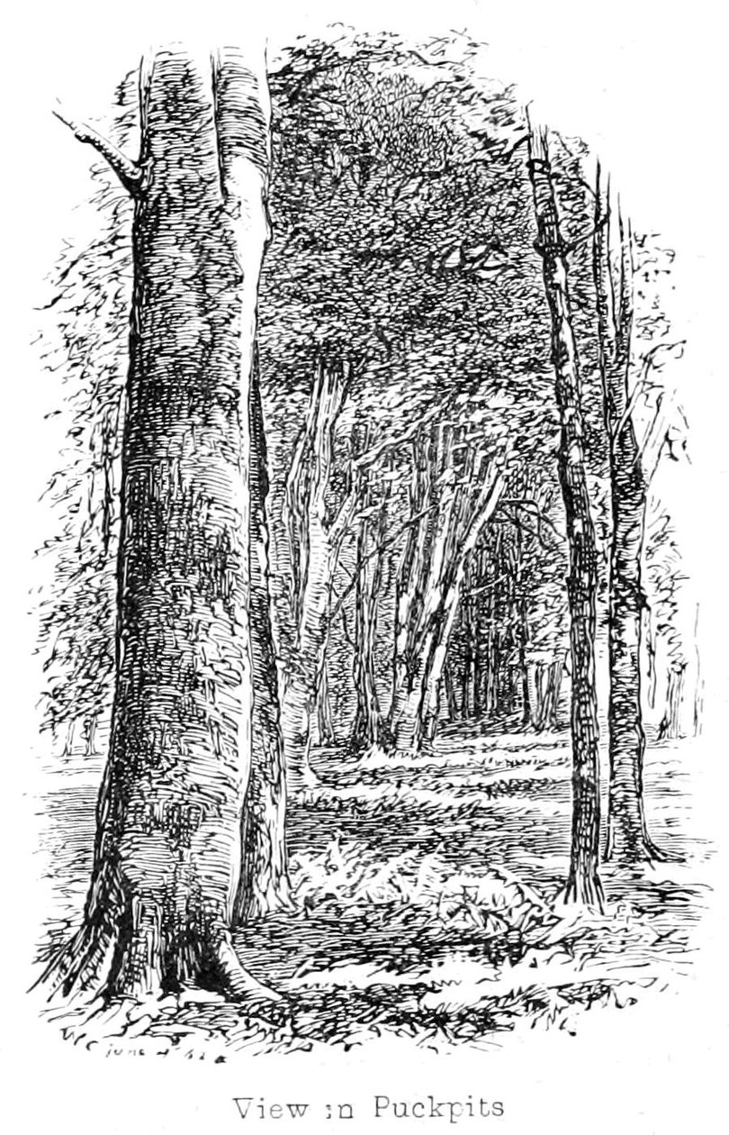 Zobrazit v Puckpits Wood od Walter Crane