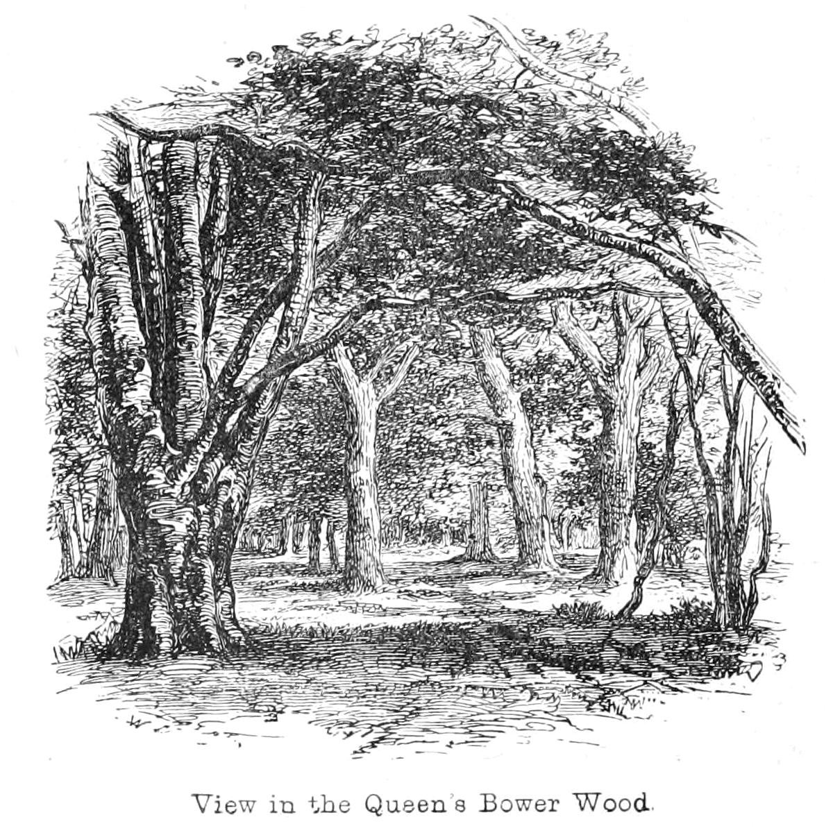 Pohled do lesa Queens Bower od Walter Crane