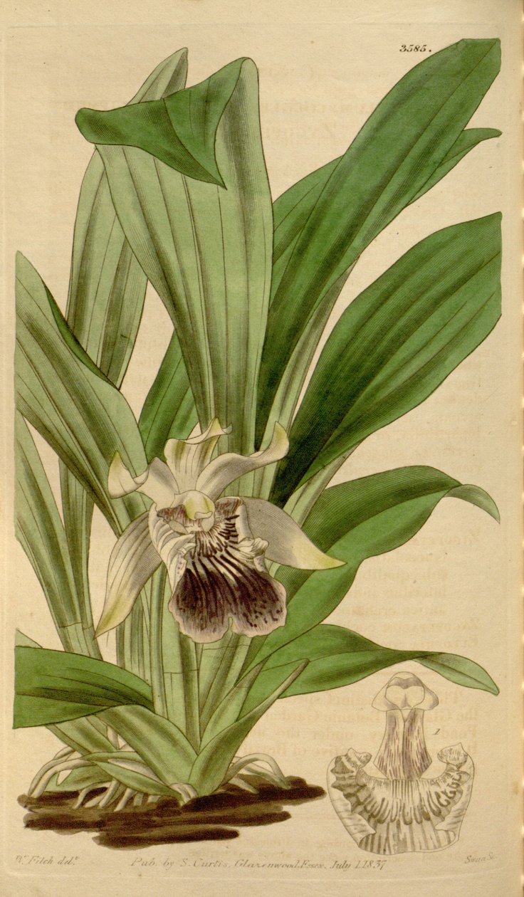 Ilustrace Cochleanthes flabelliformis (jako syn. Zygopetalum cochleare) od Walter Hood Fitch