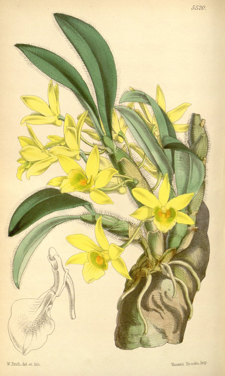 Ilustrace Dendrobium senile od Walter Hood Fitch