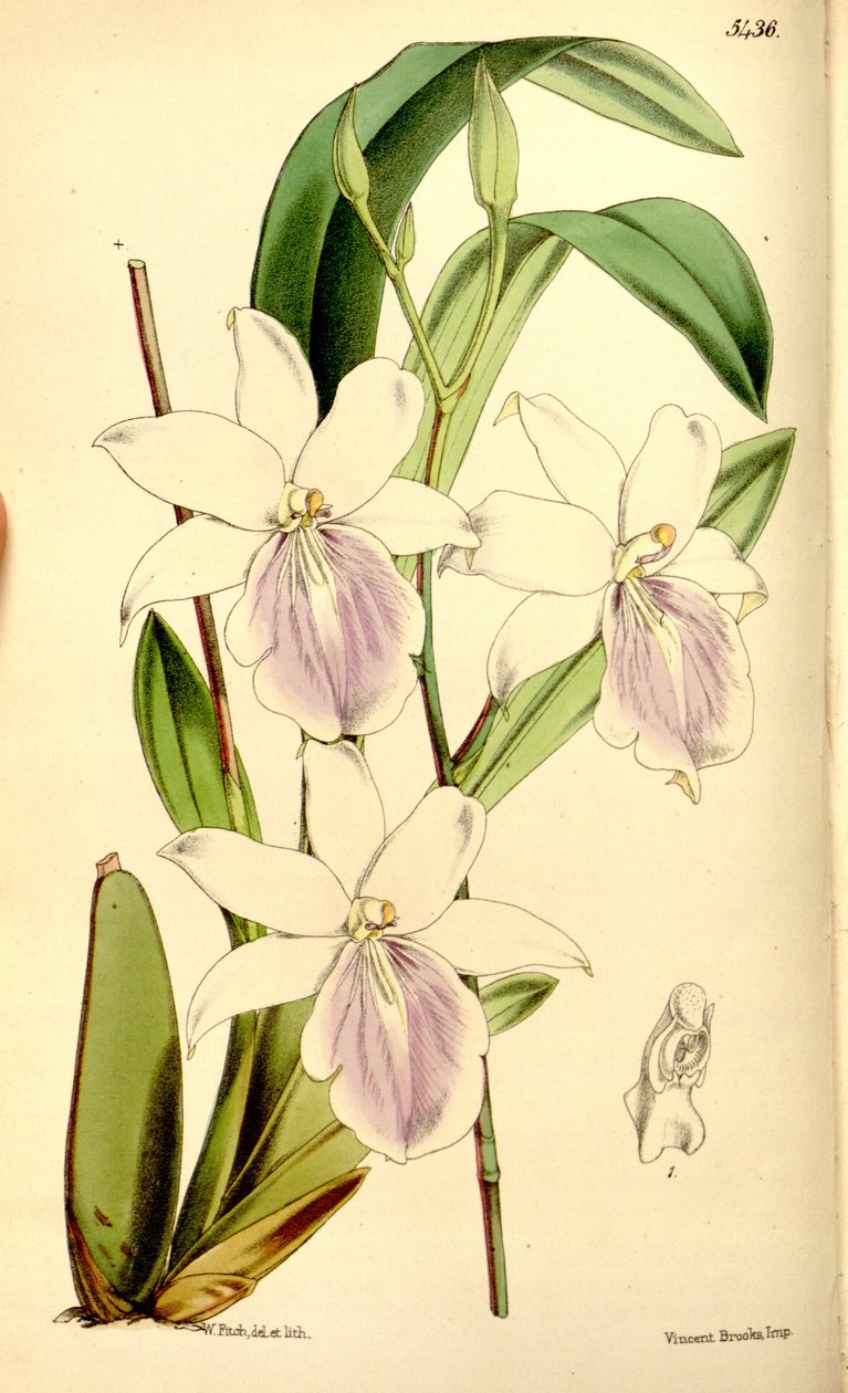 Ilustrace Miltonia regnellii od Walter Hood Fitch