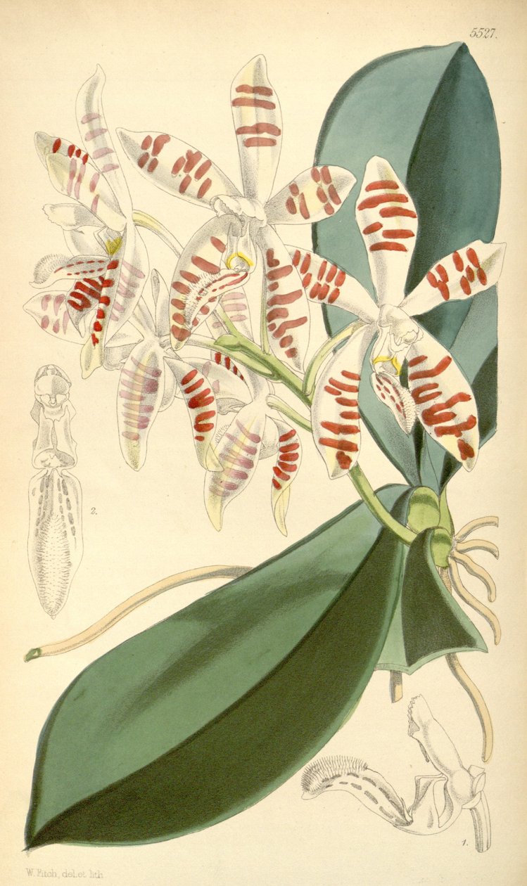 Ilustrace Phalaenopsis sumatrana od Walter Hood Fitch