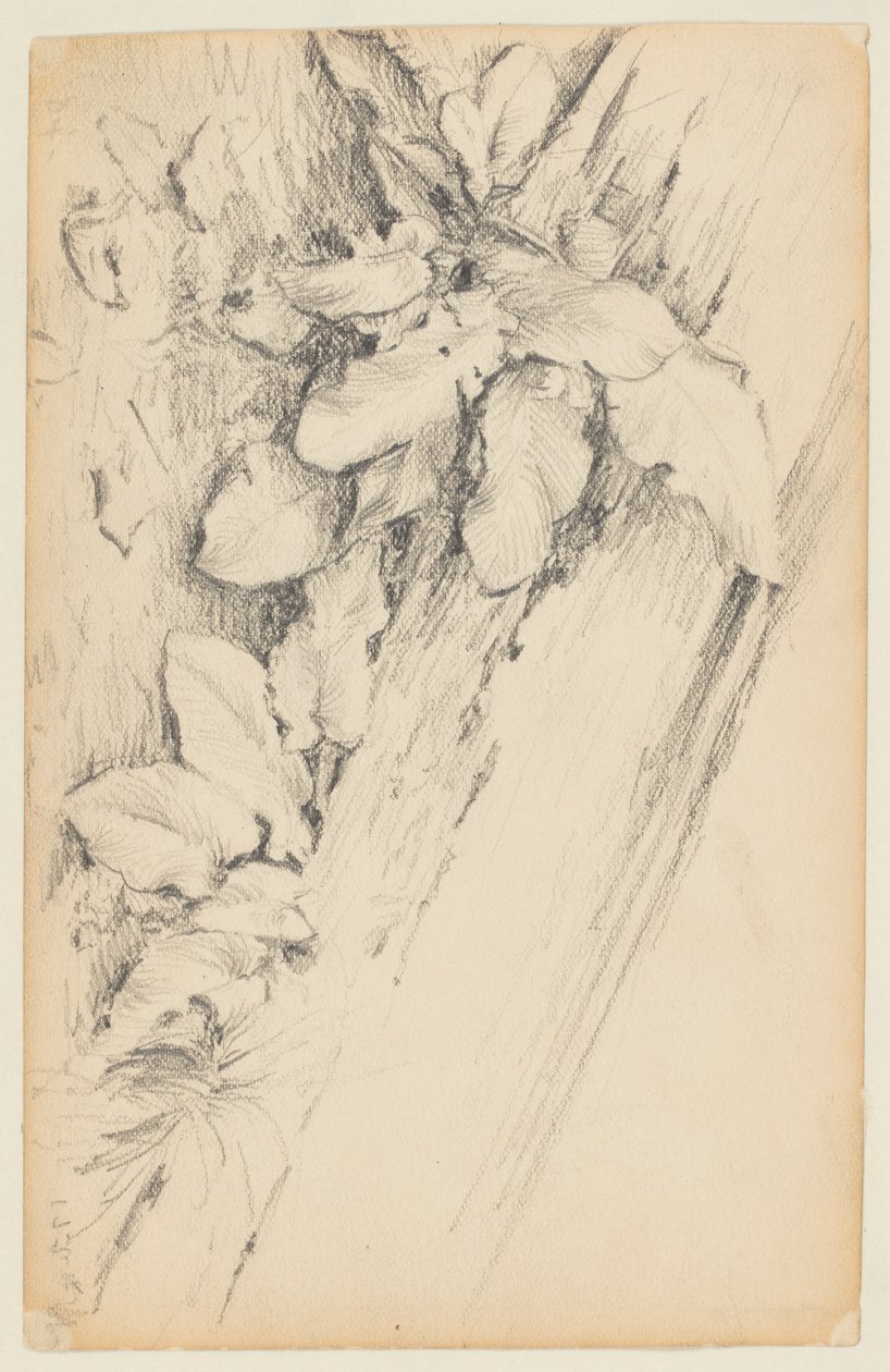 Studie rostlin a shnilého kmene stromu, 155. ulice od Walter Clark