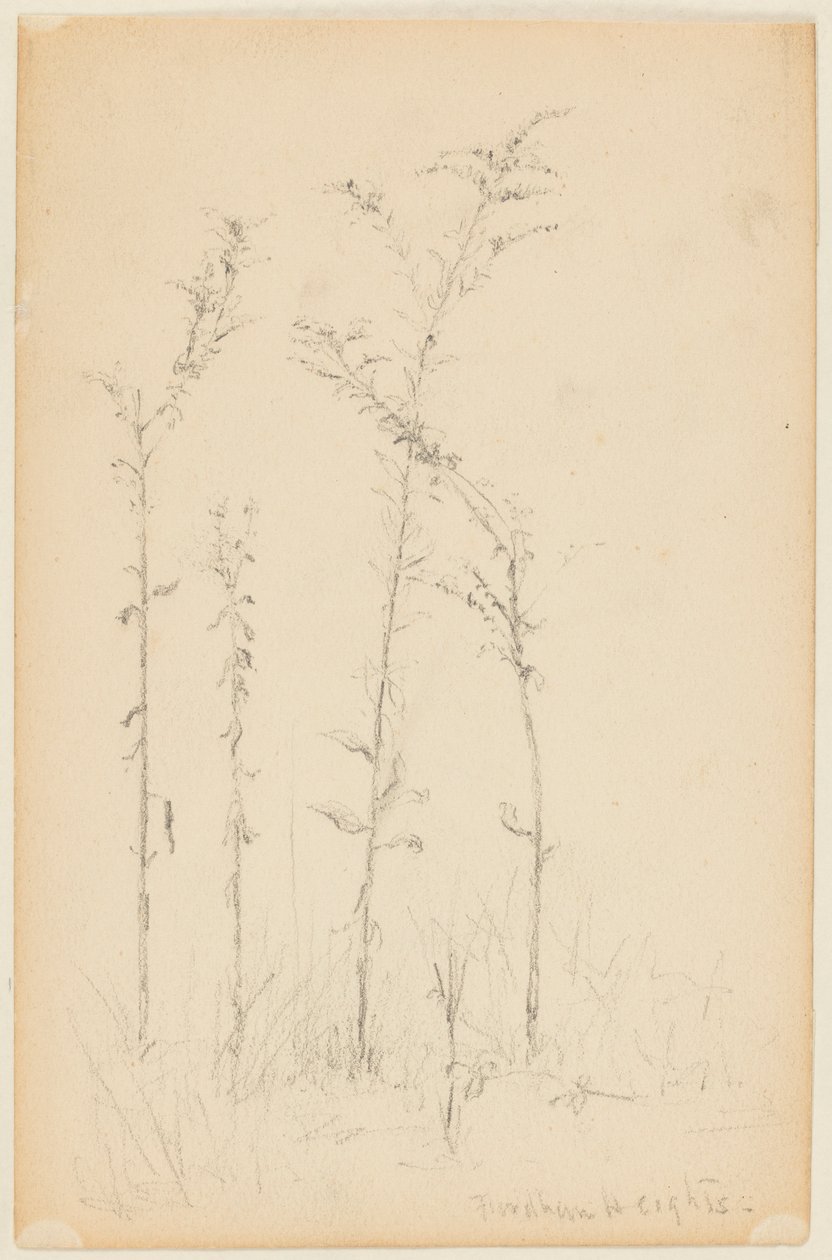 Studie divokých rostlin, Fordham Heights od Walter Clark