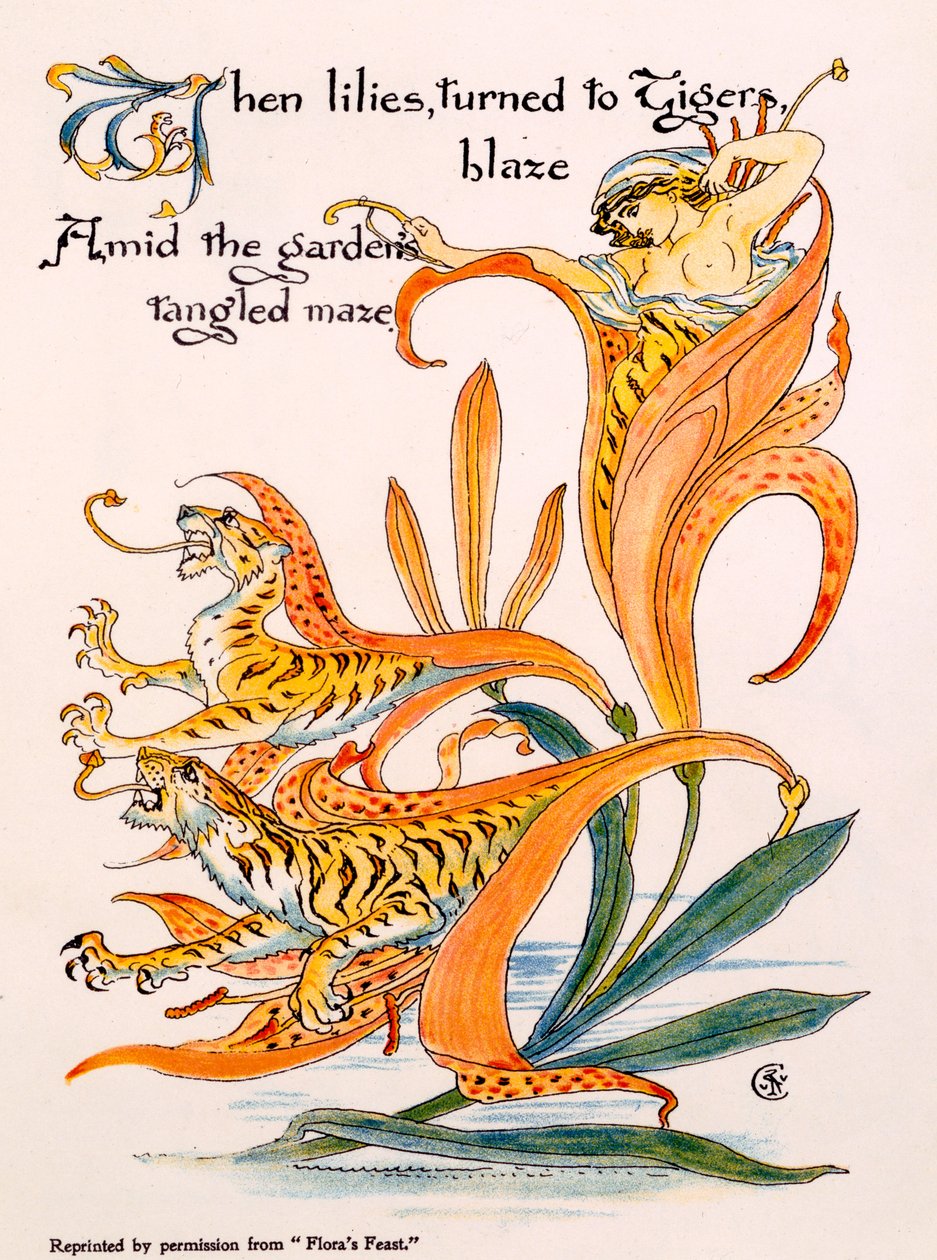 Tygří lilie, ilustrace z 