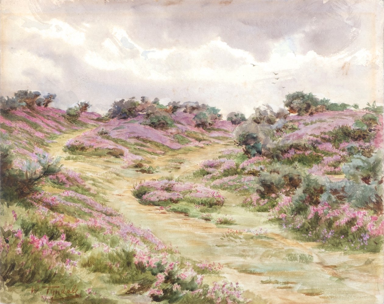 Zvonkový vřes na Setleyské pláni (akvarel) od Walter Frederick Roofe Tyndale