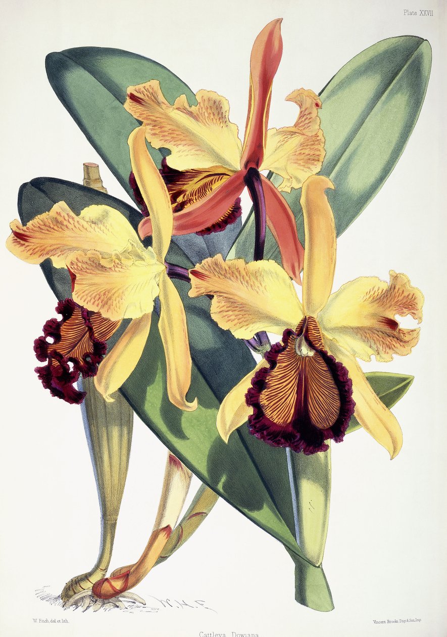Cattleya Dowiana, kolem 1862-1877 od Walter Hood Fitch