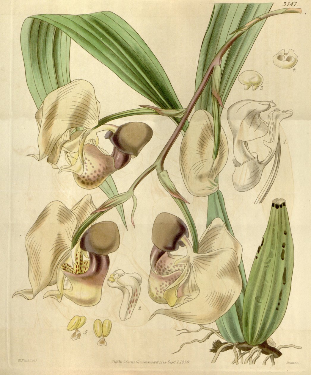 Coryanthes maculata od Walter Hood Fitch