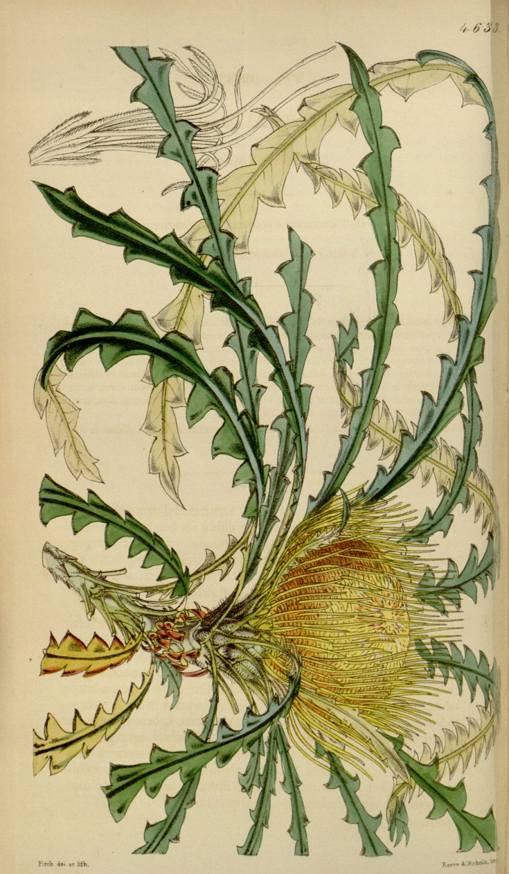 Curtisův botanický časopis - talíř 4633 - Dryandra nobilis od Walter Hood Fitch