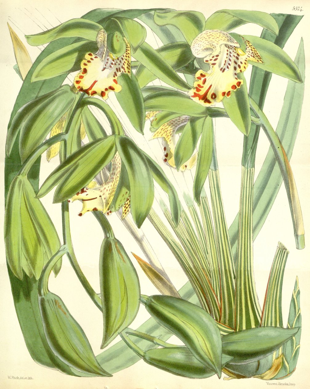 Cymbidium hookerianum od Walter Hood Fitch