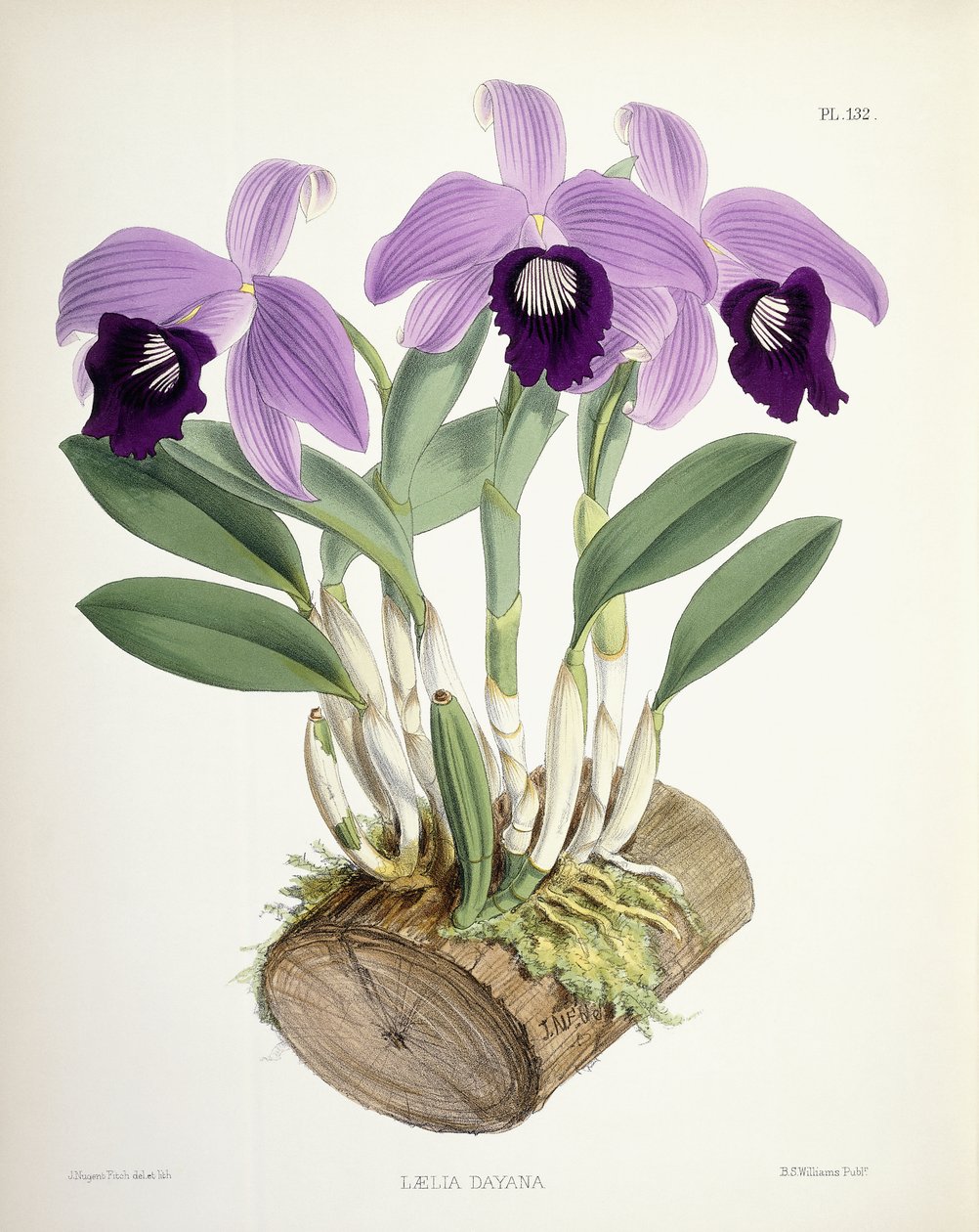 Laelia Dayana, kolem 1882-1897 od Walter Hood Fitch