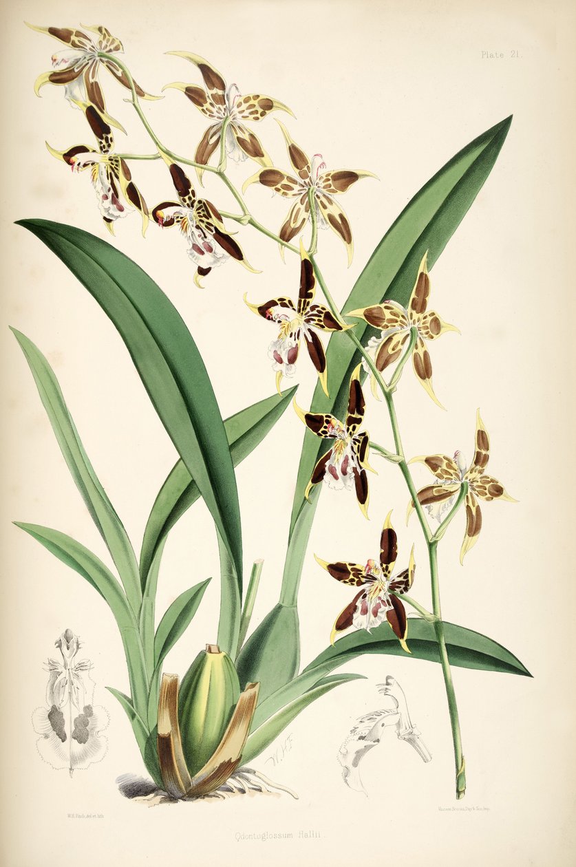Odontoglossum hallii od Walter Hood Fitch