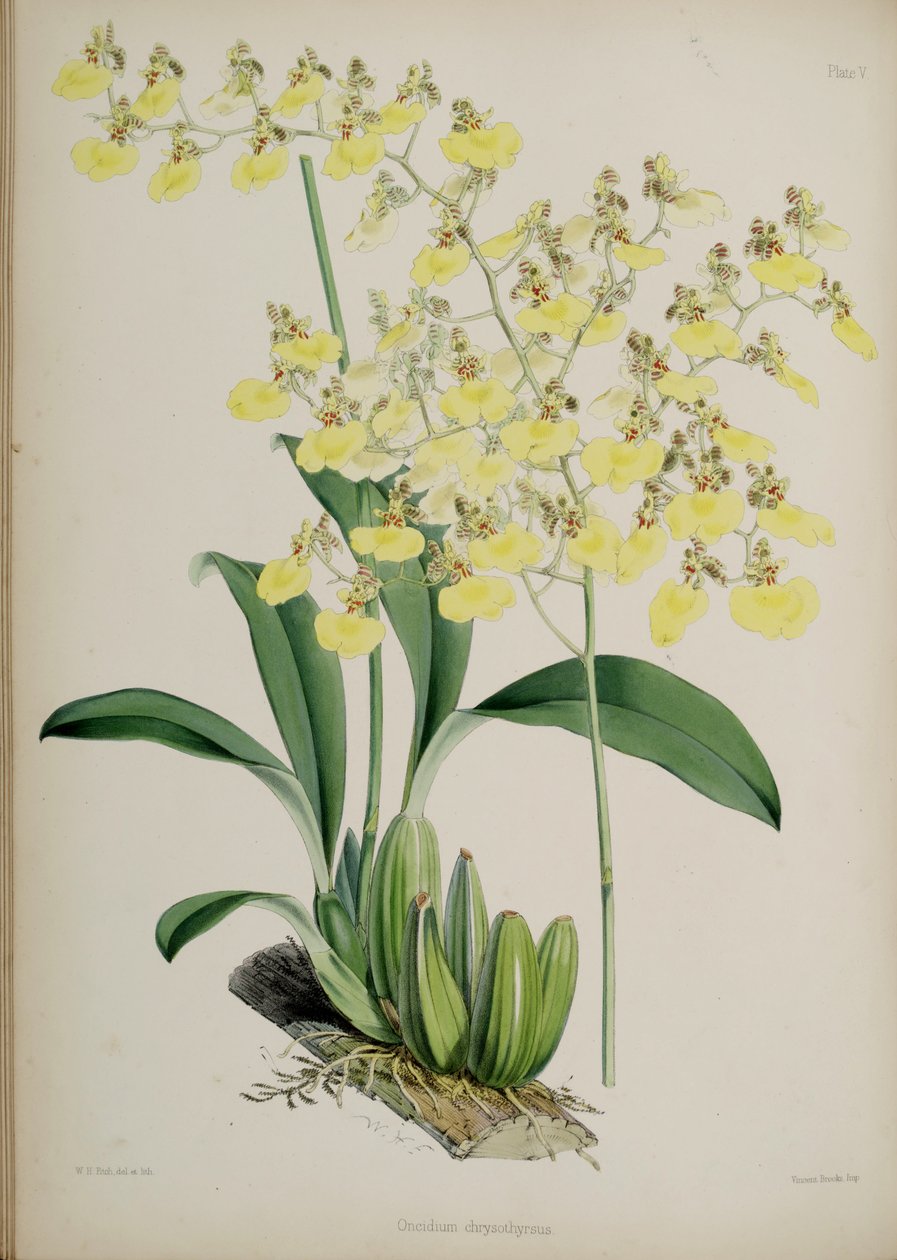 Oncidium bifolium od Walter Hood Fitch