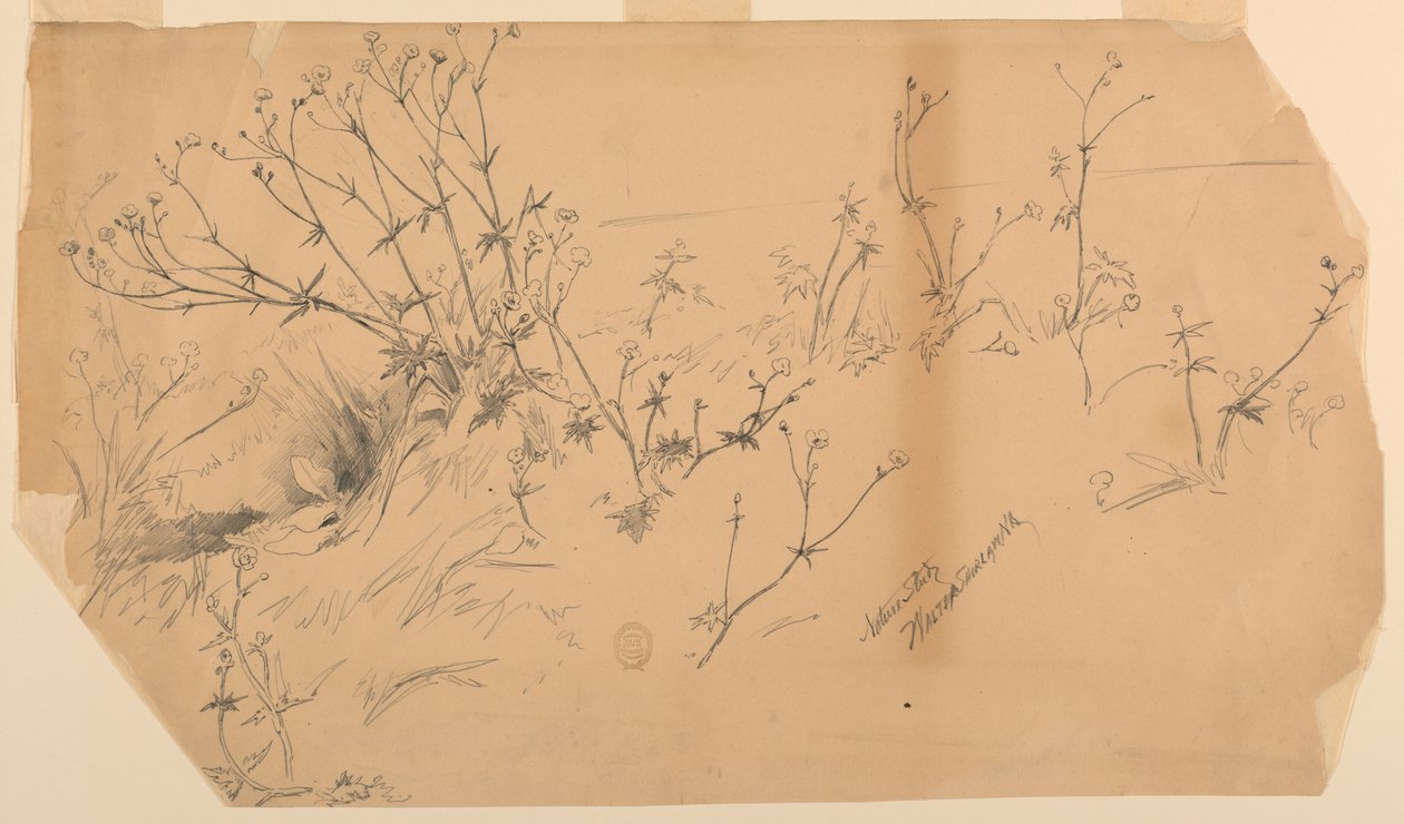 Přírodovědná studie od Walter Shirlaw