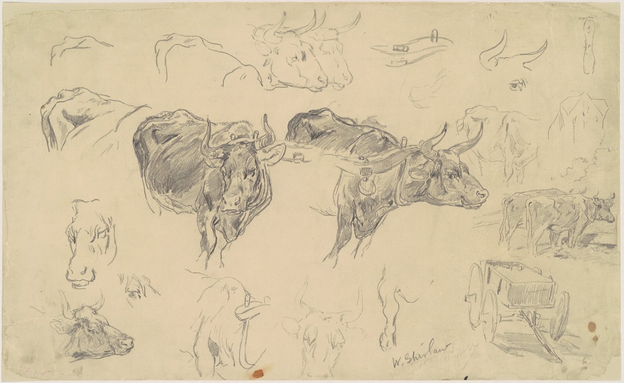 Studie Oxen od Walter Shirlaw