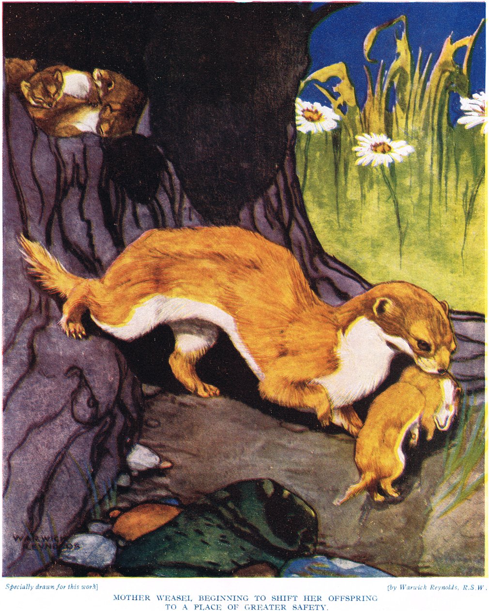 Matka Weasel začíná posouvat své potomky, ilustrace z „Nové přírodní historie“ od Johna Arthura Thompsona (1861-1933), kterou vydal G.P. Putnamovi synové, 1926 od Warwick Reynolds