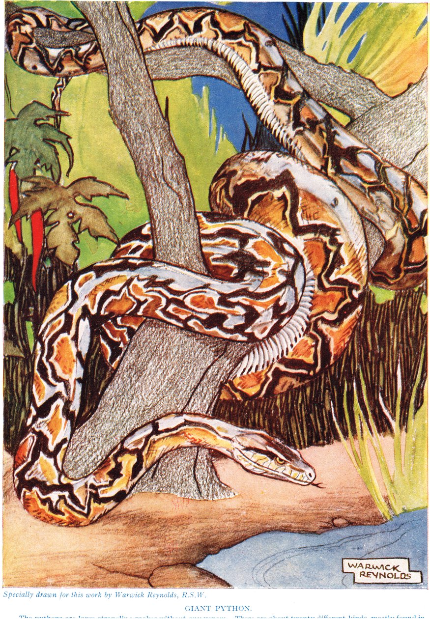 Giant Python, ilustrace z 
