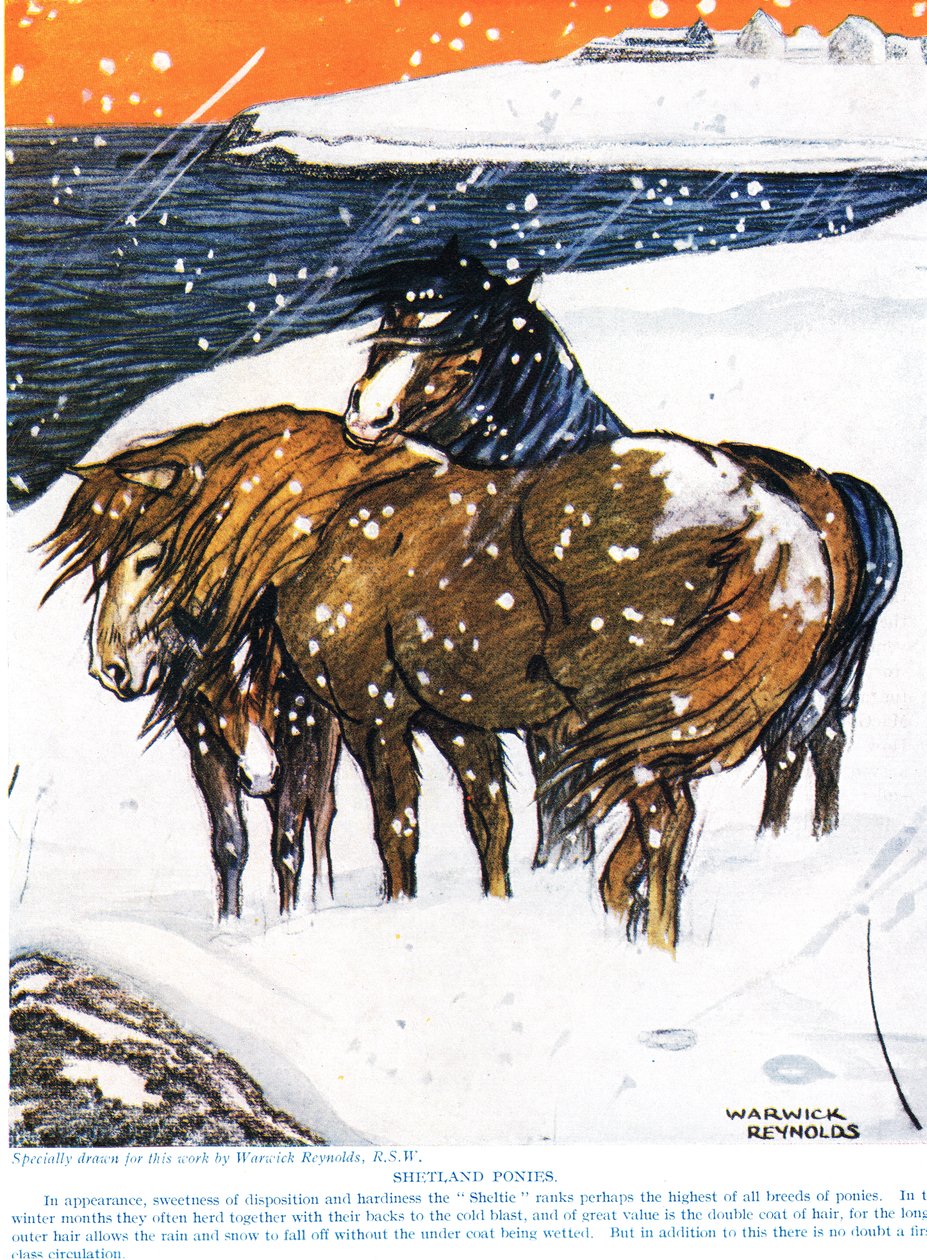 Shetlandští poníci, ilustrace z 