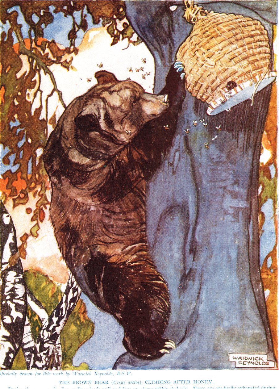 Medvěd hnědý (Ursus arctos), šplhající po medu, ilustrace z 