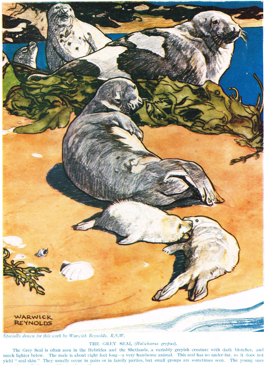 Šedá pečeť, ilustrace z 