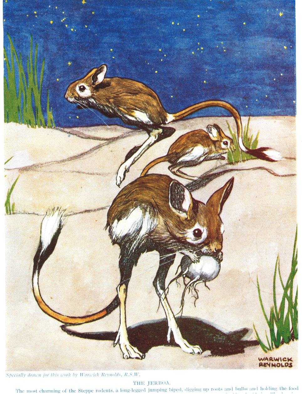 Jerboa, ilustrace z 