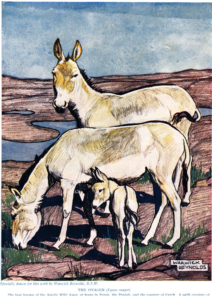 The Onager, z „Nové přírodní historie“, od Johna Arthura Thompsona (1861-1933), vydaného G.P. Putnamovi synové, 1926 od Warwick Reynolds
