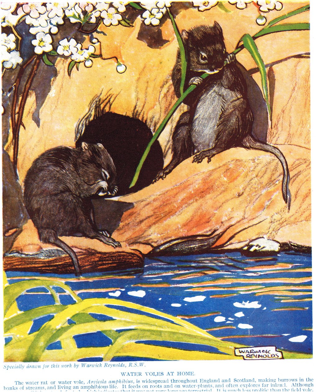 Vodní hraboši doma, ilustrace z 