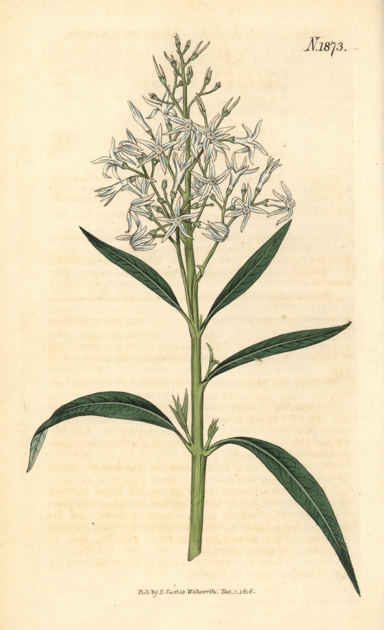 Modrá amsonie – Amsonia tabernaemontana var. salicifolia (amsonie vrbolistá, Amsonia salicifolia). Ručně kolorovaná botanická rytina od Weddella z časopisu John Sims