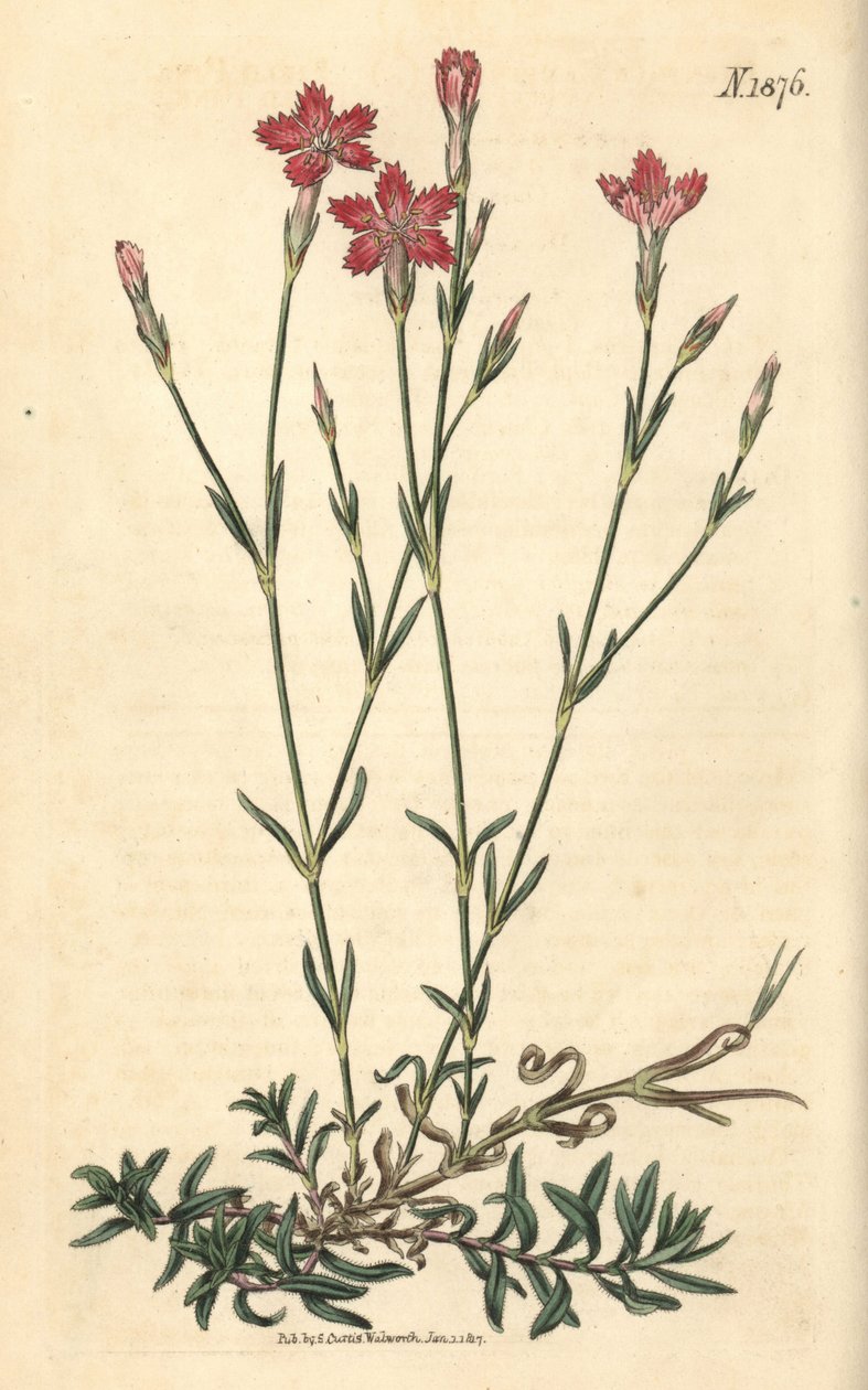Karafiát polní – Dianthus campestris. Ručně kolorovaná botanická rytina od Weddella z Curtisova botanického časopisu Johna Simse, Couchman, Londýn. od Weddell Weddell