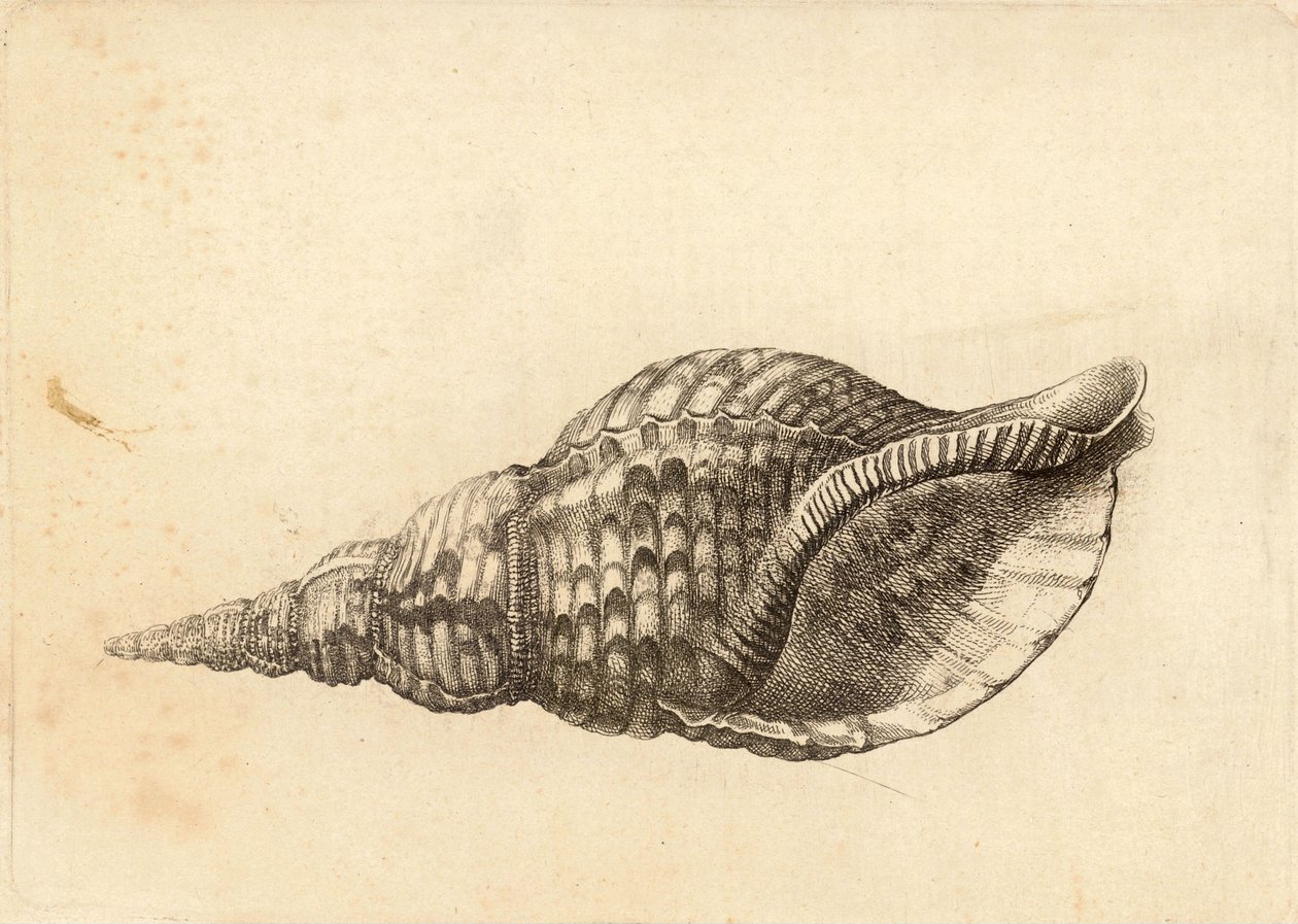 Charonia tritonis od Wenceslaus Hollar