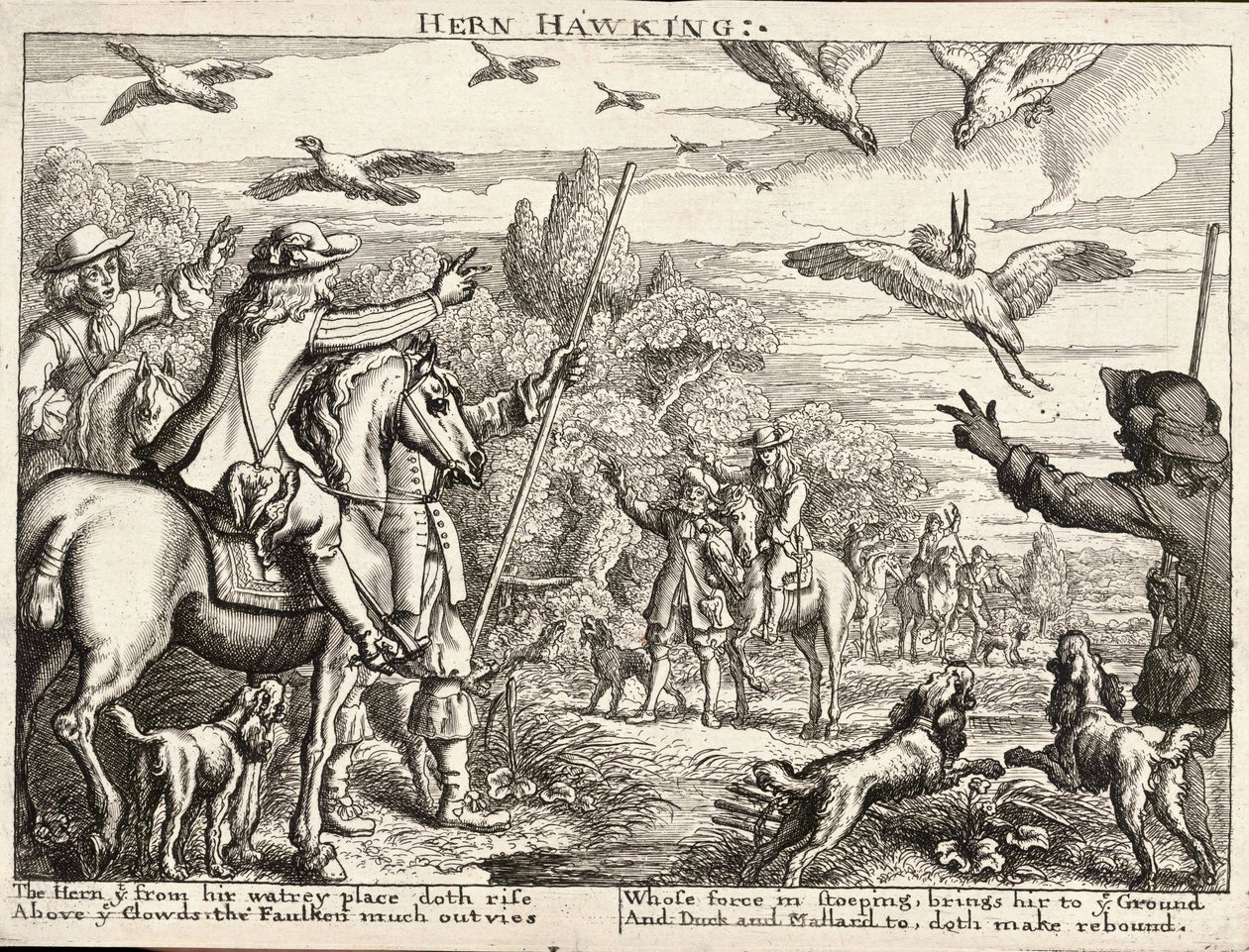 Hern jestřáb od Wenceslaus Hollar