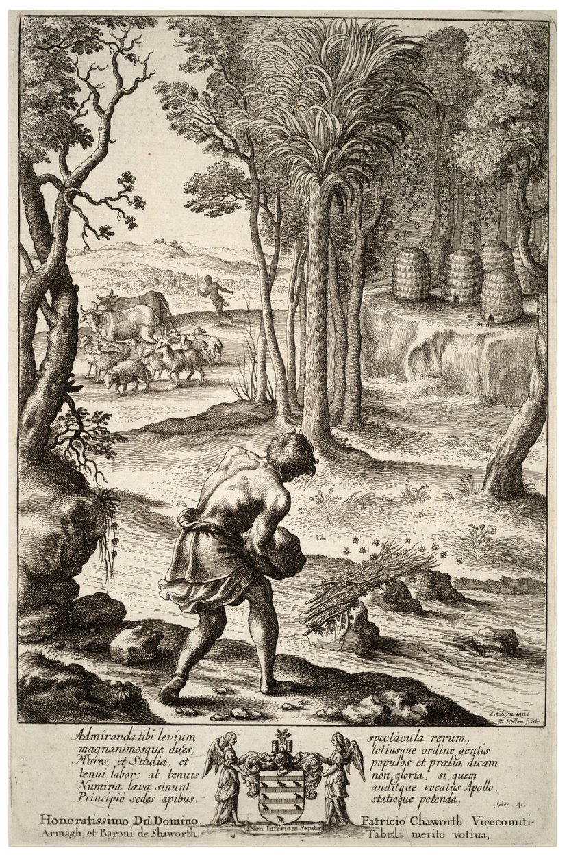 Uchovávání včel. Stav 1 od Wenceslaus Hollar