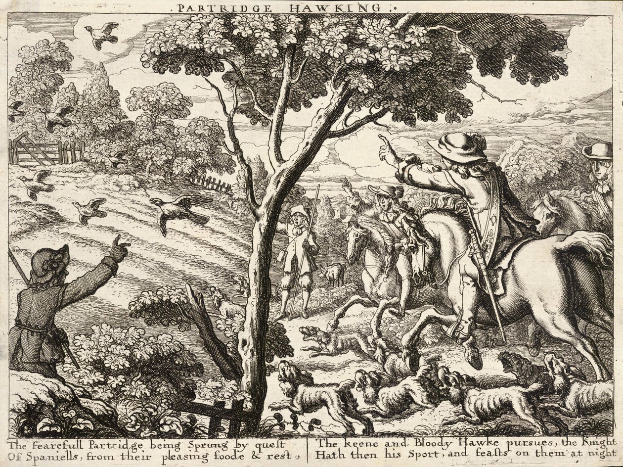 Koroptev jestřábná od Wenceslaus Hollar