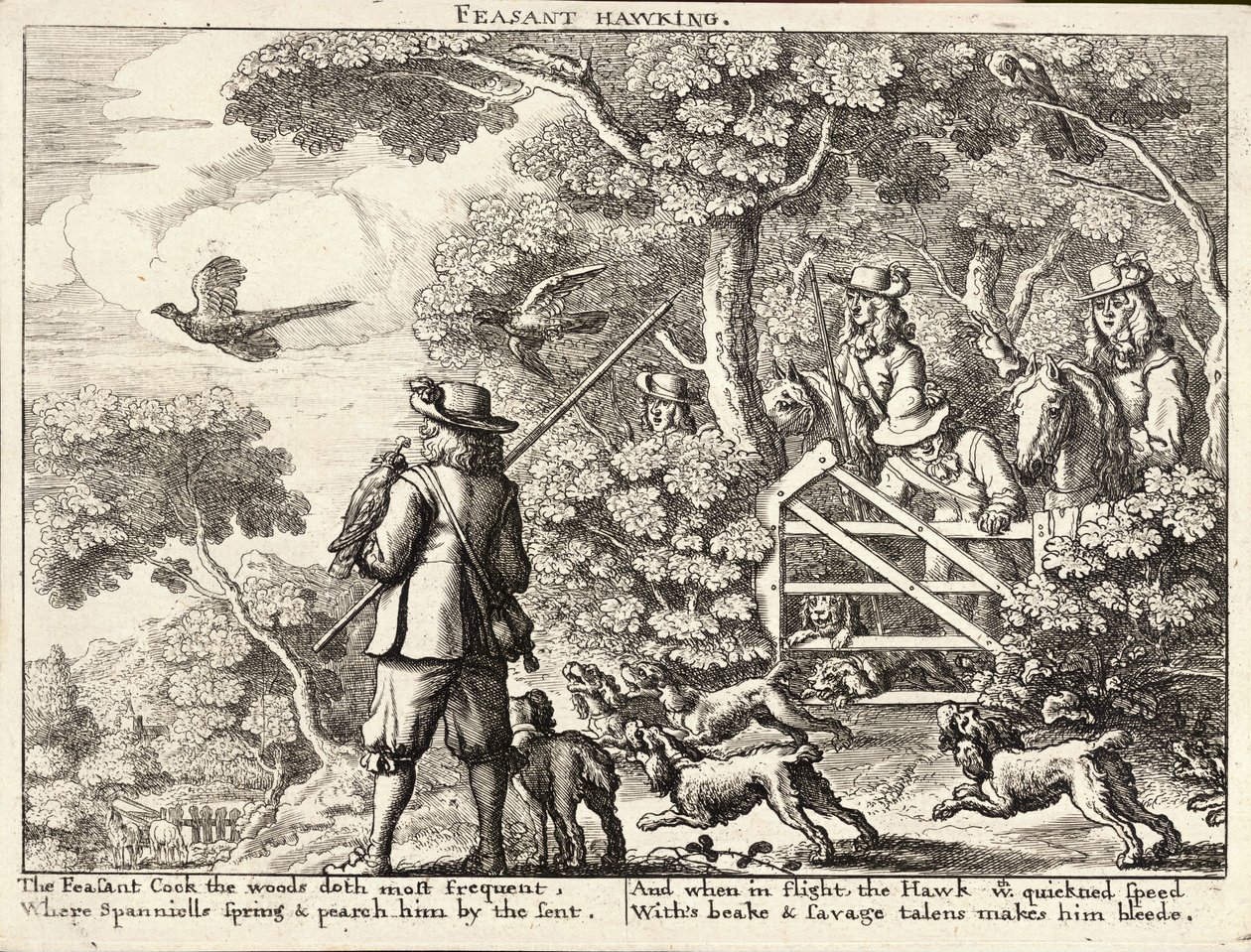 Jestřáb bažant od Wenceslaus Hollar