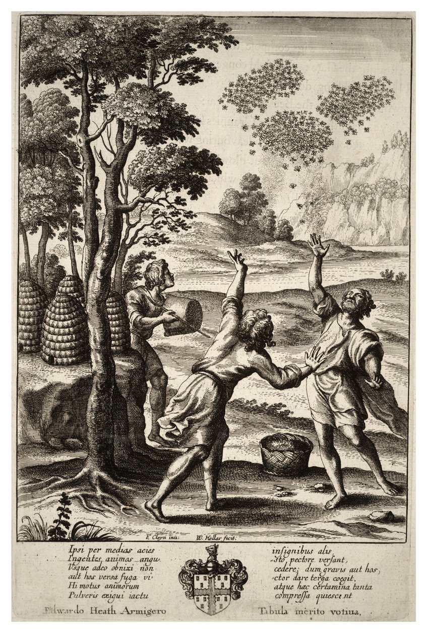 Rojení včel. Stav 1 od Wenceslaus Hollar