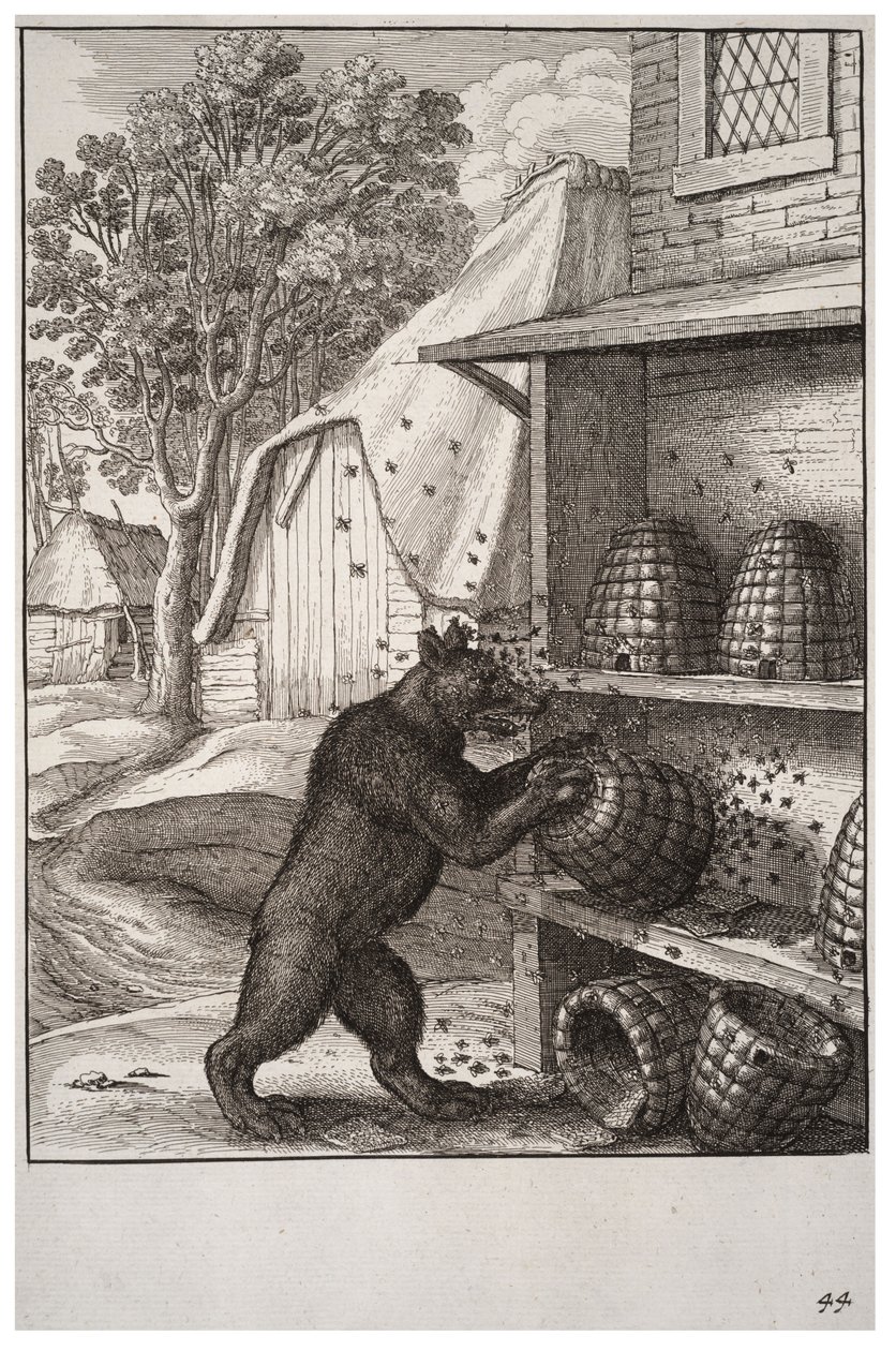 Medvěd a med od Wenceslaus Hollar